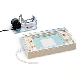 Sanesis
